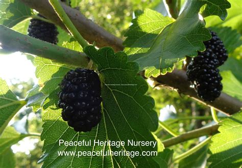 illinois everbearing mulberry for sale